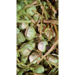 Manitoba Garlic Bulbs With Stem 100's