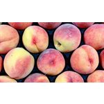 Peaches 54 / 56ct